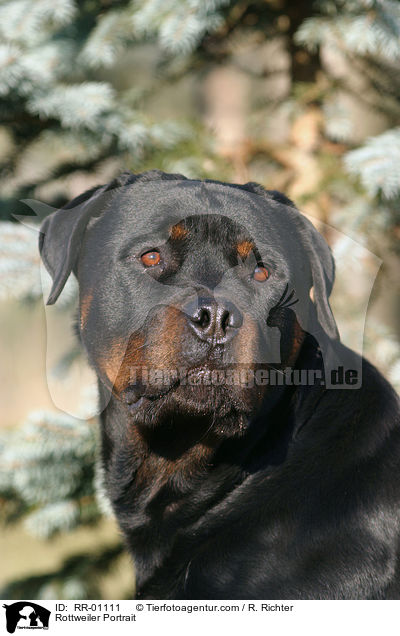 Rottweiler Portrait / Rottweiler Portrait / RR-01111