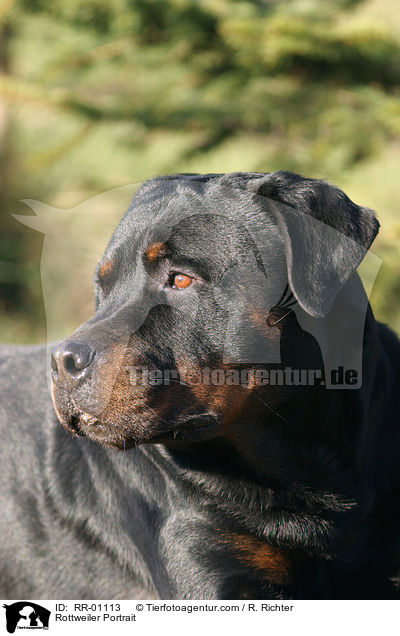 Rottweiler Portrait / Rottweiler Portrait / RR-01113