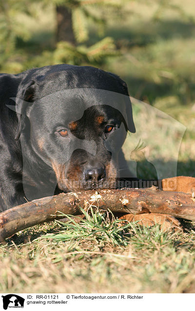 Rottweiler knabbert am Stckchen / gnawing rottweiler / RR-01121