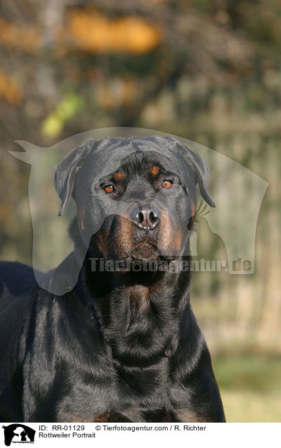 Rottweiler Portrait / Rottweiler Portrait / RR-01129