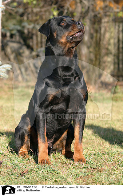 sitzender Rottweiler / sitting Rottweiler / RR-01130