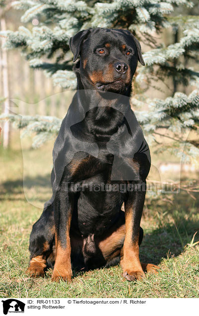 sitzender Rottweiler / sitting Rottweiler / RR-01133