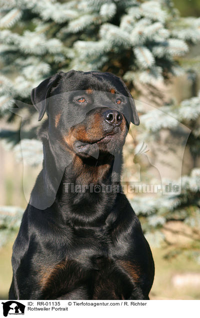 Rottweiler Portrait / Rottweiler Portrait / RR-01135