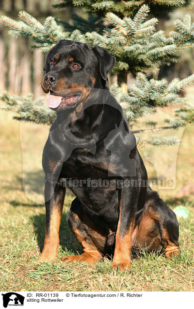sitzender Rottweiler / sitting Rottweiler / RR-01139