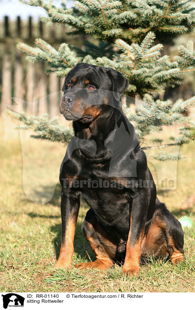 sitzender Rottweiler / sitting Rottweiler / RR-01140