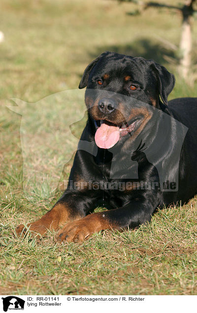 liegender / lying Rottweiler / RR-01141