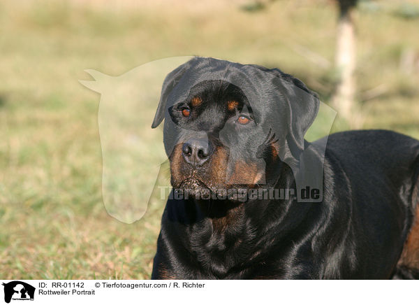 Rottweiler Portrait / Rottweiler Portrait / RR-01142