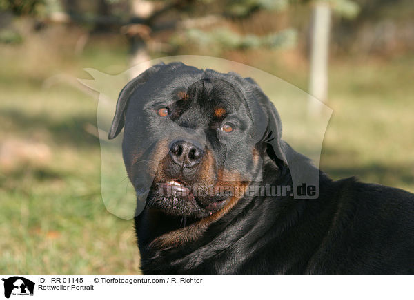 Rottweiler Portrait / Rottweiler Portrait / RR-01145