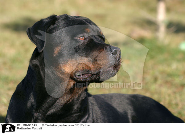 Rottweiler Portrait / Rottweiler Portrait / RR-01149