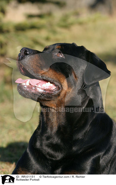 Rottweiler Portrait / Rottweiler Portrait / RR-01151