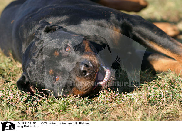 liegender / lying Rottweiler / RR-01152