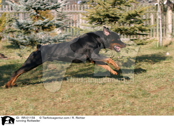 rennender Rottweiler / running Rottweiler / RR-01158