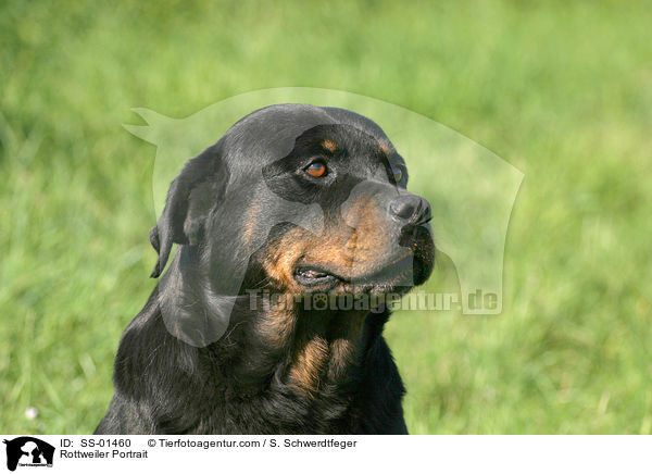 Rottweiler Portrait / Rottweiler Portrait / SS-01460