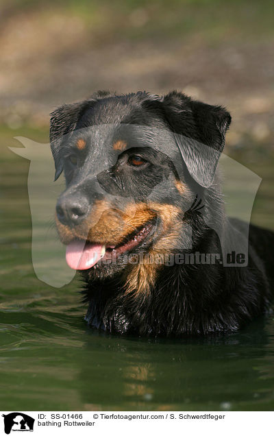 badender Rottweiler / bathing Rottweiler / SS-01466