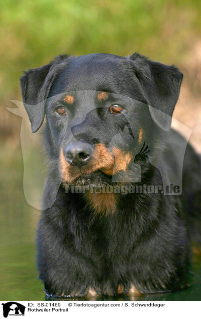 Rottweiler Portrait / Rottweiler Portrait / SS-01469