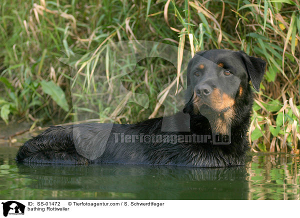 badender Rottweiler / bathing Rottweiler / SS-01472