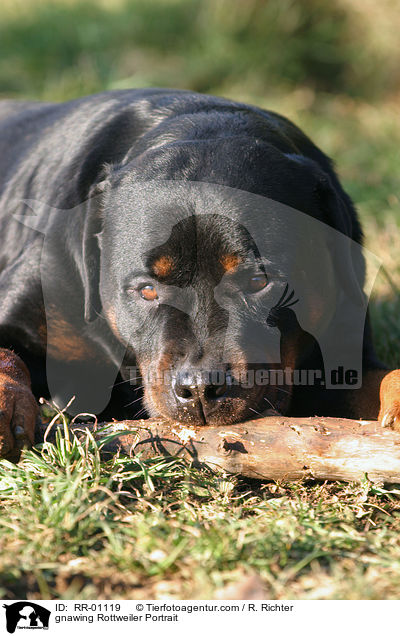 knabbernder / gnawing Rottweiler Portrait / RR-01119