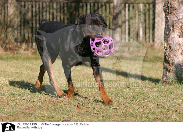 laufender Rottweiler / Rottweiler with toy / RR-01155