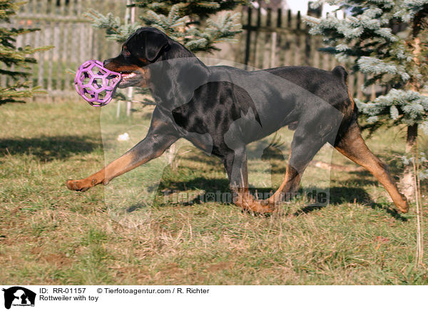 laufender Rottweiler / Rottweiler with toy / RR-01157