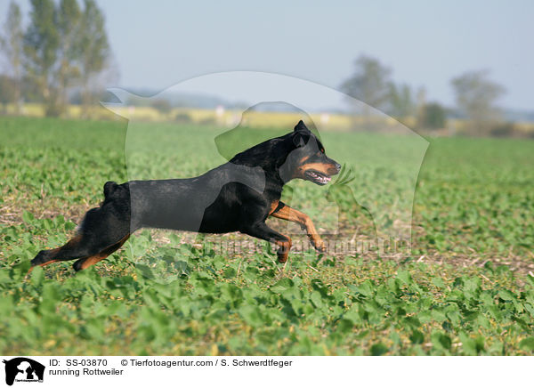 rennender Rottweiler / running Rottweiler / SS-03870