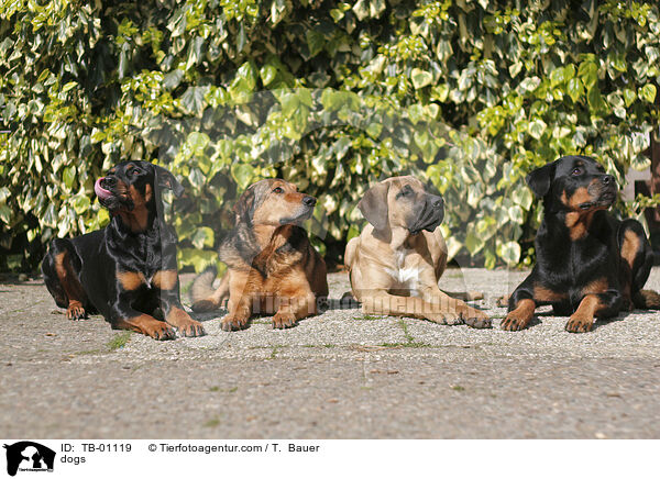 Hunde / dogs / TB-01119