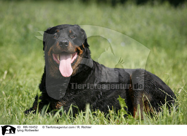 liegender Rottweiler / lying Rottweiler / RR-16452