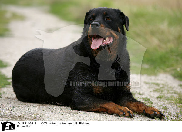 Rottweiler / Rottweiler / RR-16518