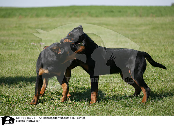 spielende Rottweiler / playing Rottweiler / RR-16901
