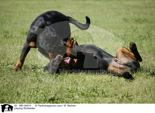 spielende Rottweiler / playing Rottweiler / RR-16910