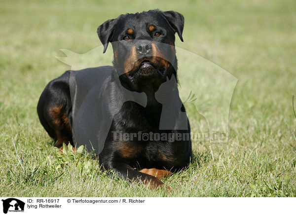 liegender Rottweiler / lying Rottweiler / RR-16917