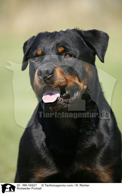 Rottweiler Portrait / Rottweiler Portrait / RR-16927