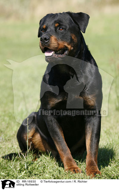 sitzender Rottweiler / sitting Rottweiler / RR-16930