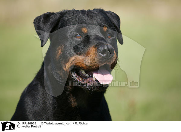Rottweiler Portrait / Rottweiler Portrait / RR-16933