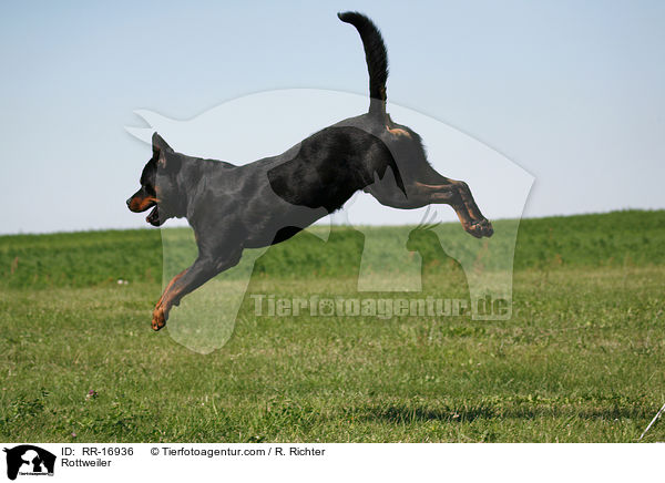 Rottweiler / Rottweiler / RR-16936