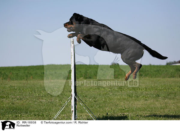 Rottweiler / Rottweiler / RR-16938