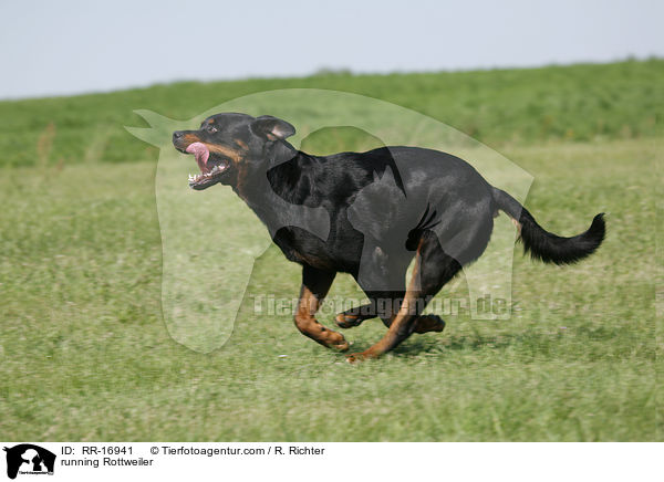 rennender Rottweiler / running Rottweiler / RR-16941