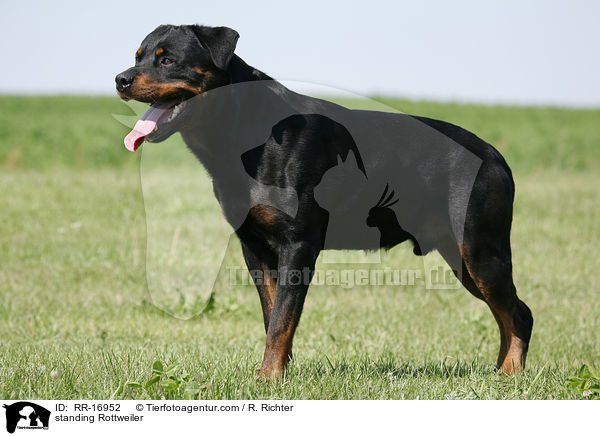 stehender Rottweiler / standing Rottweiler / RR-16952