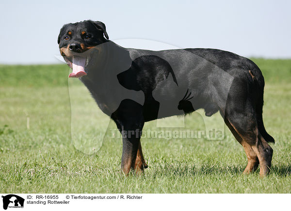 stehender Rottweiler / standing Rottweiler / RR-16955