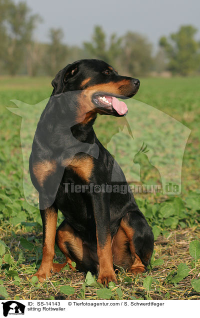 sitting Rottweiler / SS-14143
