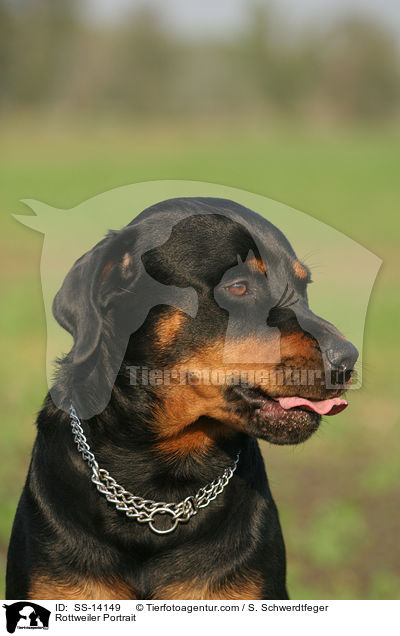 Rottweiler Portrait / Rottweiler Portrait / SS-14149