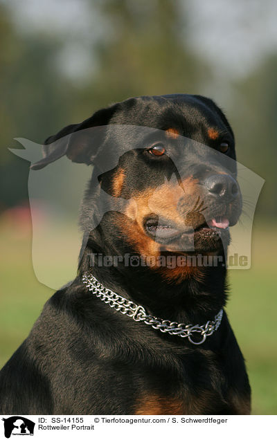 Rottweiler Portrait / Rottweiler Portrait / SS-14155