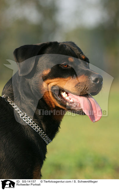Rottweiler Portrait / Rottweiler Portrait / SS-14157