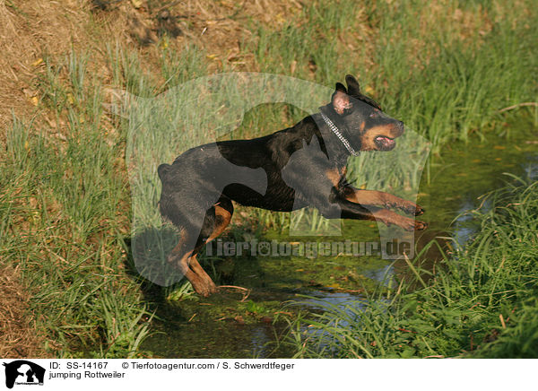 springender Rottweiler / jumping Rottweiler / SS-14167