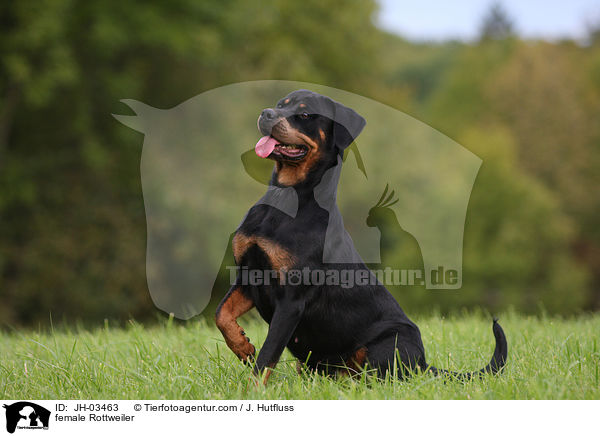 Rottweiler Hndin / female Rottweiler / JH-03463