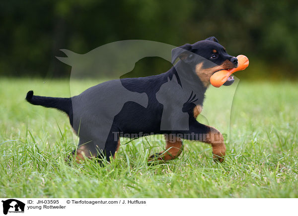 junger Rottweiler / young Rottweiler / JH-03595