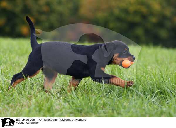 junger Rottweiler / young Rottweiler / JH-03596