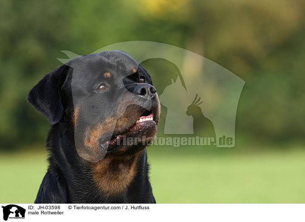 male Rottweiler / JH-03598