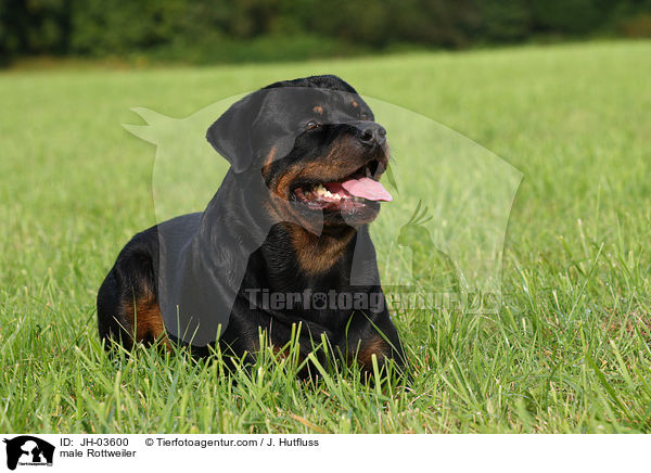 Rottweiler R�de / male Rottweiler / JH-03600