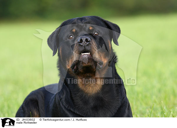 Rottweiler R�de / male Rottweiler / JH-03602