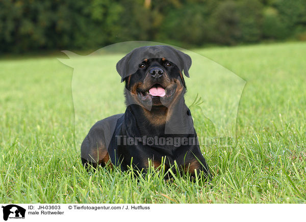 Rottweiler R�de / male Rottweiler / JH-03603